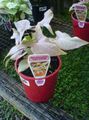 sølv Innendørs Planter Syngonium liana Bilde, dyrking og beskrivelse, kjennetegn og voksende