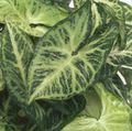 pestrý Vnútorné Rastliny Syngonium liana fotografie, pestovanie a popis, vlastnosti a pestovanie