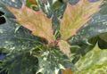 spräcklig Krukväxter Te Oliv buskar, Osmanthus Fil, uppodling och beskrivning, egenskaper och odling