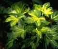 motley Innendørs Planter Treet Eføy liana, Fatshedera lizei Bilde, dyrking og beskrivelse, kjennetegn og voksende