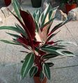 Photo Triostar, Never-Never Plant  description, characteristics and growing