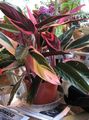 杂色 室内植物 Triostar，永不永不厂, Stromanthe sanguinea 照, 养殖 和 描述, 特点 和 成长