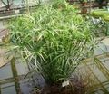 Photo Umbrella Plant  description, characteristics and growing