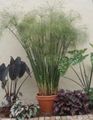 luz verde Umbrella Plant, Cyperus foto, cultivo e descrição, características e crescente