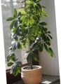 groen Kamerplanten Magnolia boom, Schefflera foto, teelt en beschrijving, karakteristieken en groeiend