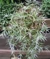 Photo Variegated Basketgrass Hanging Plant description, characteristics and growing