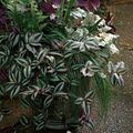 Photo Wandering Jew Hanging Plant description, characteristics and growing