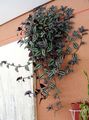 rengârenk Kapalı bitkiler Dolaşıp Yahudi, Zebrina fotoğraf, yetiştirme ve tanım, özellikleri ve büyüyen