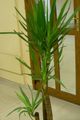 yeşil Kapalı bitkiler Yuka, Adams Iğne ağaç, Yucca fotoğraf, yetiştirme ve tanım, özellikleri ve büyüyen