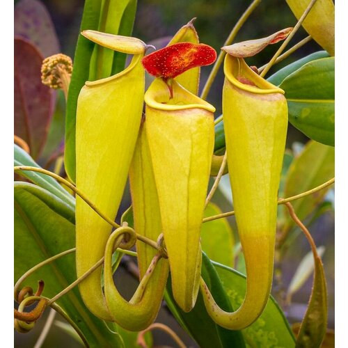 фотография Непентес Мадагаскарский семена 3шт. (Nepenthes madagascariensis), купить за 500 руб онлайн