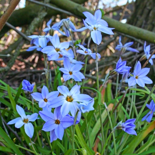 фотография Луковицы цветов, сhipollino flowers, ифейон WISLEY BLUE (10 луковиц), купить за 345 руб онлайн