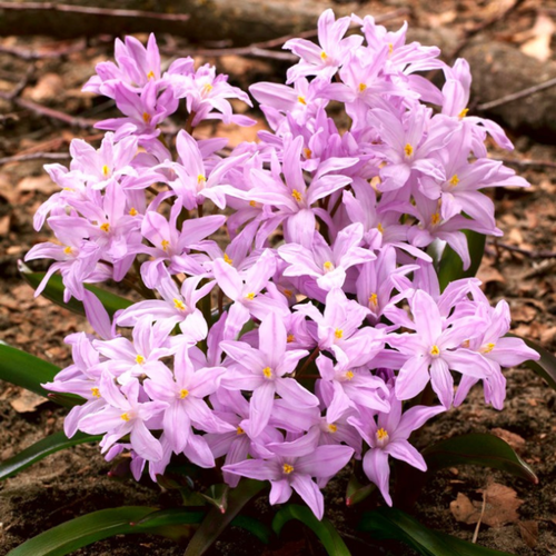 фотография Хионодокса FORBESII ROSEA (10 луковиц), купить за 405 руб онлайн