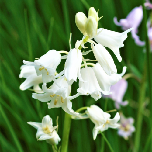 фотография Луковицы цветов, сhipollino flowers, гиацинтоидес WHITE (10 луковиц), купить за 420 руб онлайн