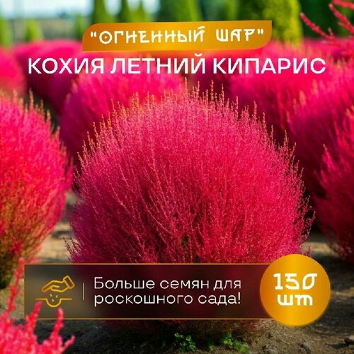 фотография Кохия летний кипарис пламя огненный шар 150 шт. семян сертифицированные, купить за 525 руб онлайн