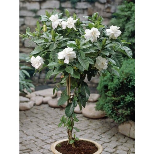 фотография Семена Гардения жасминовидная (Gardenia jasminoides), 8 штук, купить за 430 руб онлайн