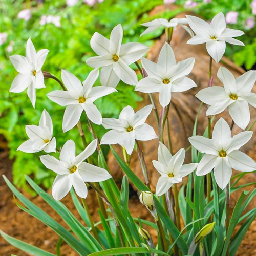 фотография Луковицы цветов, сhipollino flowers, ифейон ALBERTO CASTILIO (10 луковиц), купить за 370 руб онлайн