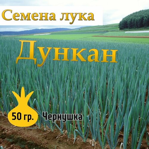 фотография Семена лука чернушка Дункан,50гр, купить за 999 руб онлайн