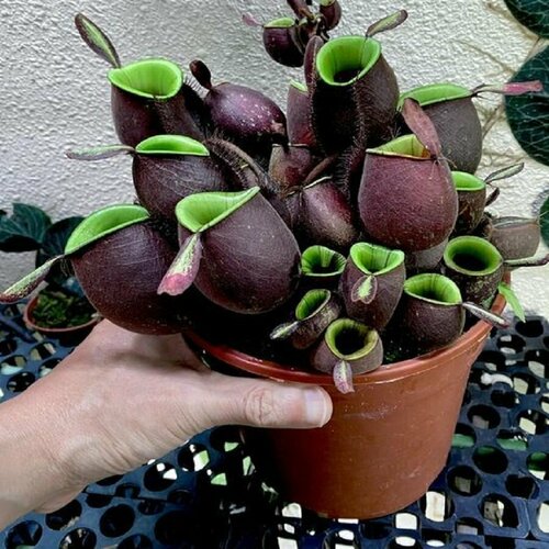 фотография Непентес Ампулярия, Nepenthes Аmpullaria, насекомоядное растение, семена, купить за 433 руб онлайн